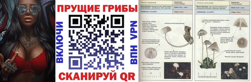 Псилоцибиновые грибы MAGIC MUSHROOMS blacksprut ONION маркетплейс какой сайт Буйнакск
